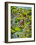 Country Summer-Bill Bell-Framed Giclee Print