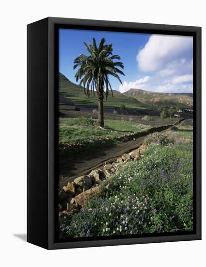 Countryside, Haria, Lanzarote, Canary Islands, Spain-D H Webster-Framed Stretched Canvas