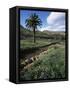 Countryside, Haria, Lanzarote, Canary Islands, Spain-D H Webster-Framed Stretched Canvas