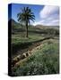 Countryside, Haria, Lanzarote, Canary Islands, Spain-D H Webster-Stretched Canvas