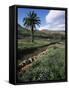 Countryside, Haria, Lanzarote, Canary Islands, Spain-D H Webster-Framed Stretched Canvas