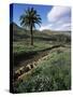 Countryside, Haria, Lanzarote, Canary Islands, Spain-D H Webster-Stretched Canvas