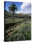 Countryside, Haria, Lanzarote, Canary Islands, Spain-D H Webster-Stretched Canvas