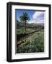 Countryside, Haria, Lanzarote, Canary Islands, Spain-D H Webster-Framed Photographic Print