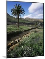 Countryside, Haria, Lanzarote, Canary Islands, Spain-D H Webster-Mounted Photographic Print