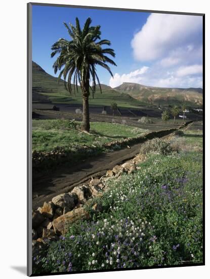 Countryside, Haria, Lanzarote, Canary Islands, Spain-D H Webster-Mounted Photographic Print