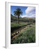 Countryside, Haria, Lanzarote, Canary Islands, Spain-D H Webster-Framed Photographic Print