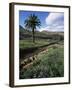 Countryside, Haria, Lanzarote, Canary Islands, Spain-D H Webster-Framed Photographic Print