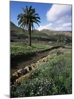 Countryside, Haria, Lanzarote, Canary Islands, Spain-D H Webster-Mounted Photographic Print