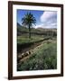 Countryside, Haria, Lanzarote, Canary Islands, Spain-D H Webster-Framed Photographic Print