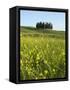 Countryside in Val d'Orcia, Siena, Tuscany, Italy-Nico Tondini-Framed Stretched Canvas