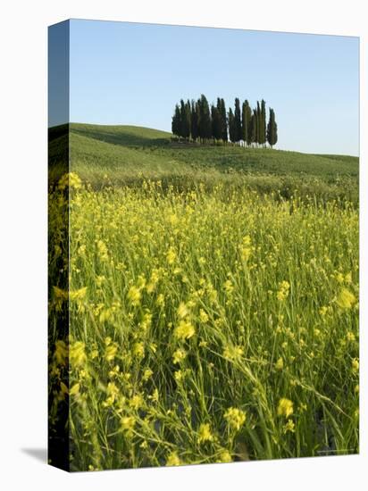 Countryside in Val d'Orcia, Siena, Tuscany, Italy-Nico Tondini-Stretched Canvas