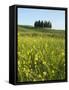 Countryside in Val d'Orcia, Siena, Tuscany, Italy-Nico Tondini-Framed Stretched Canvas