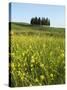Countryside in Val d'Orcia, Siena, Tuscany, Italy-Nico Tondini-Stretched Canvas