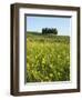 Countryside in Val d'Orcia, Siena, Tuscany, Italy-Nico Tondini-Framed Photographic Print