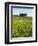 Countryside in Val d'Orcia, Siena, Tuscany, Italy-Nico Tondini-Framed Photographic Print