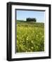 Countryside in Val d'Orcia, Siena, Tuscany, Italy-Nico Tondini-Framed Photographic Print