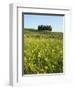 Countryside in Val d'Orcia, Siena, Tuscany, Italy-Nico Tondini-Framed Photographic Print