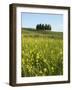 Countryside in Val d'Orcia, Siena, Tuscany, Italy-Nico Tondini-Framed Photographic Print