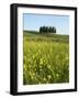 Countryside in Val d'Orcia, Siena, Tuscany, Italy-Nico Tondini-Framed Photographic Print