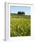 Countryside in Val d'Orcia, Siena, Tuscany, Italy-Nico Tondini-Framed Photographic Print