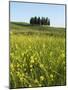 Countryside in Val d'Orcia, Siena, Tuscany, Italy-Nico Tondini-Mounted Photographic Print