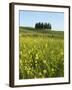 Countryside in Val d'Orcia, Siena, Tuscany, Italy-Nico Tondini-Framed Photographic Print