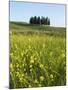 Countryside in Val d'Orcia, Siena, Tuscany, Italy-Nico Tondini-Mounted Photographic Print