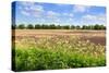 Countryside Landscape with Weed and Cultivated Farm Field-Peter Wollinga-Stretched Canvas