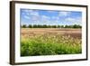 Countryside Landscape with Weed and Cultivated Farm Field-Peter Wollinga-Framed Photographic Print