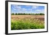 Countryside Landscape with Weed and Cultivated Farm Field-Peter Wollinga-Framed Photographic Print
