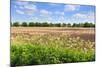 Countryside Landscape with Weed and Cultivated Farm Field-Peter Wollinga-Mounted Photographic Print