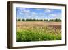 Countryside Landscape with Weed and Cultivated Farm Field-Peter Wollinga-Framed Photographic Print