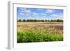 Countryside Landscape with Weed and Cultivated Farm Field-Peter Wollinga-Framed Photographic Print