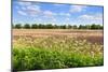 Countryside Landscape with Weed and Cultivated Farm Field-Peter Wollinga-Mounted Photographic Print