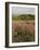 Countryside Near Pienza. Val D'Orcia, Siena Province, Tuscany, Italy, Europe-Pitamitz Sergio-Framed Photographic Print