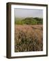 Countryside Near Pienza. Val D'Orcia, Siena Province, Tuscany, Italy, Europe-Pitamitz Sergio-Framed Photographic Print