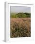 Countryside Near Pienza. Val D'Orcia, Siena Province, Tuscany, Italy, Europe-Pitamitz Sergio-Framed Photographic Print