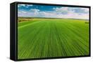 Canvas Black