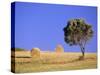 Countryside, Sardinia, Italy, Europe-John Miller-Stretched Canvas