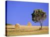 Countryside, Sardinia, Italy, Europe-John Miller-Stretched Canvas