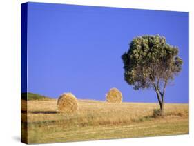 Countryside, Sardinia, Italy, Europe-John Miller-Stretched Canvas