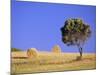 Countryside, Sardinia, Italy, Europe-John Miller-Mounted Photographic Print