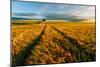 Countryside-Piotr Krol (Bax)-Mounted Art Print