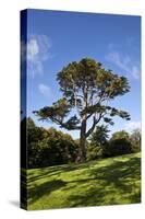 County Down; Ireland; Lebanon Cedar in Castleward Domesne Near Strangford-null-Stretched Canvas