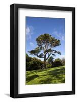 County Down; Ireland; Lebanon Cedar in Castleward Domesne Near Strangford-null-Framed Photographic Print