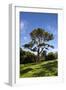 County Down; Ireland; Lebanon Cedar in Castleward Domesne Near Strangford-null-Framed Photographic Print