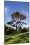 County Down; Ireland; Lebanon Cedar in Castleward Domesne Near Strangford-null-Mounted Photographic Print