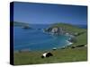 County Kerry, Munster, Eire (Republic of Ireland)-Simon Harris-Stretched Canvas