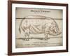 Coupe Du Porc-Tina Carlson-Framed Art Print